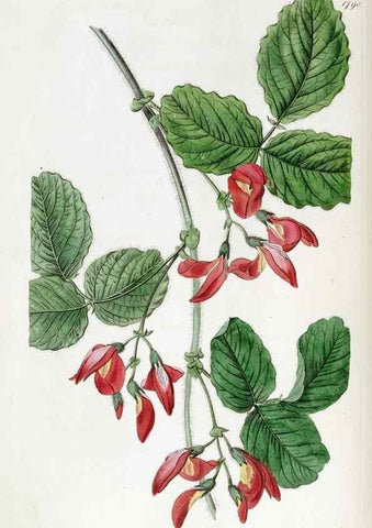 Reproducción/Reproduction 49822816817: Edwards's botanical register.. London :James Ridgway,1829-1847.. 