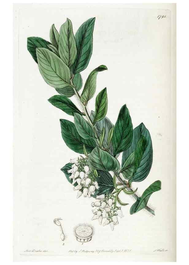 Reproducción/Reproduction 49822504611: Edwards's botanical register.. London :James Ridgway,1829-1847.. 