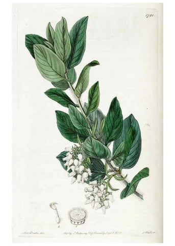 Reproducción/Reproduction 49822504611: Edwards's botanical register.. London :James Ridgway,1829-1847.. 