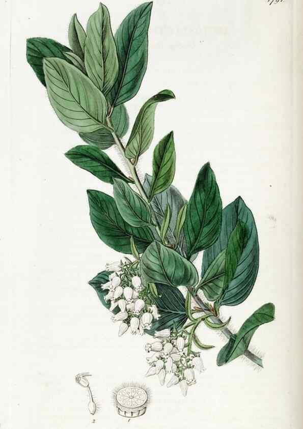 Reproducción/Reproduction 49822504611: Edwards's botanical register.. London :James Ridgway,1829-1847.. 
