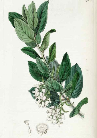 Reproducción/Reproduction 49822504611: Edwards's botanical register.. London :James Ridgway,1829-1847.. 