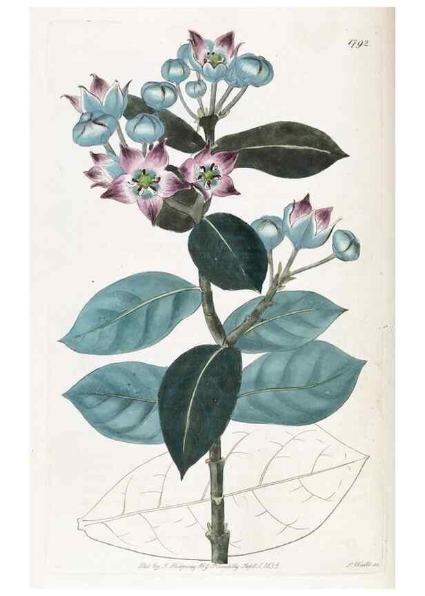 Reproducción/Reproduction 49822817617: Edwards's botanical register.. London :James Ridgway,1829-1847.. 