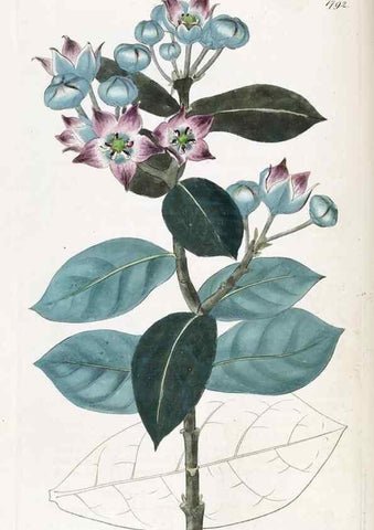 Reproducción/Reproduction 49822817617: Edwards's botanical register.. London :James Ridgway,1829-1847.. 