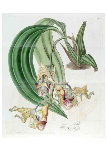 Reproducción/Reproduction 49822818127: Edwards's botanical register.. London :James Ridgway,1829-1847.. 