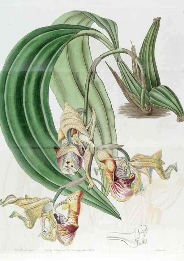 Reproducción/Reproduction 49822818127: Edwards's botanical register.. London :James Ridgway,1829-1847.. 