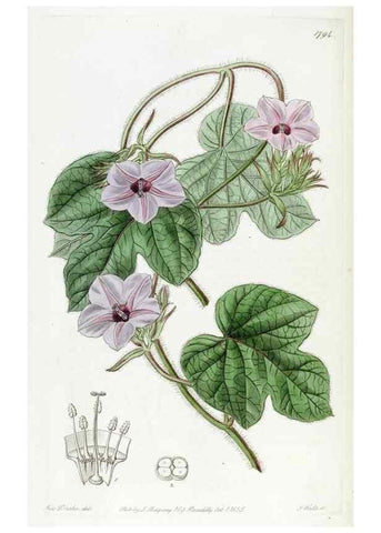 Reproducción/Reproduction 49822818732: Edwards's botanical register.. London :James Ridgway,1829-1847.. 