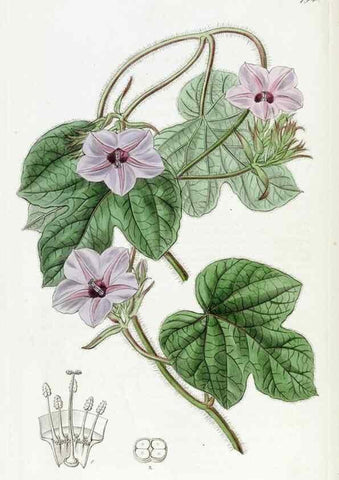 Reproducción/Reproduction 49822818732: Edwards's botanical register.. London :James Ridgway,1829-1847.. 