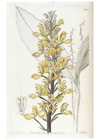 Reproducción/Reproduction 49821968183: Edwards's botanical register.. London :James Ridgway,1829-1847.. 