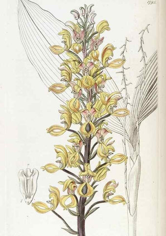 Reproducción/Reproduction 49821968183: Edwards's botanical register.. London :James Ridgway,1829-1847.. 
