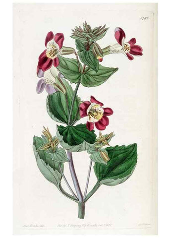 Reproducción/Reproduction 49822819812: Edwards's botanical register.. London :James Ridgway,1829-1847.. 