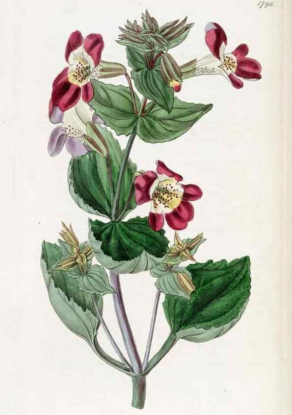 Reproducción/Reproduction 49822819812: Edwards's botanical register.. London :James Ridgway,1829-1847.. 