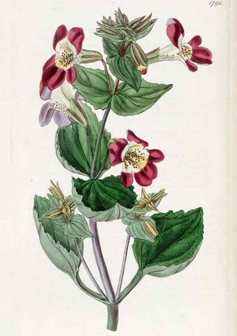 Reproducción/Reproduction 49822819812: Edwards's botanical register.. London :James Ridgway,1829-1847.. 