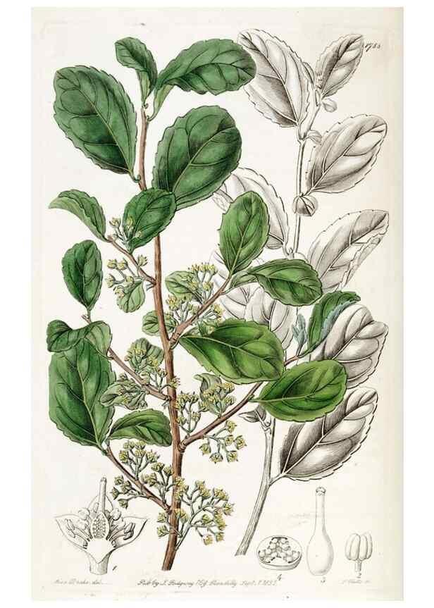 Reproducción/Reproduction 49822499186: Edwards's botanical register.. London :James Ridgway,1829-1847.. 
