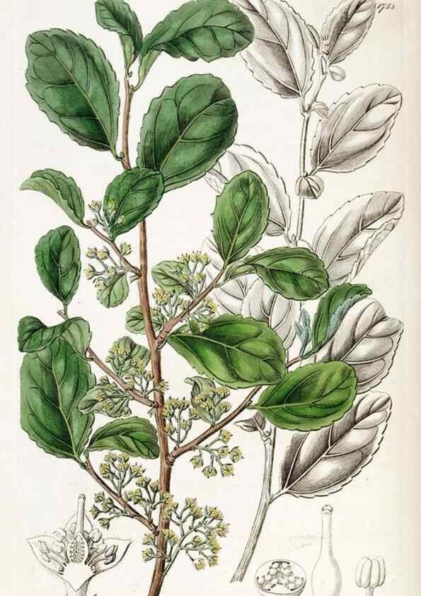 Reproducción/Reproduction 49822499186: Edwards's botanical register.. London :James Ridgway,1829-1847.. 