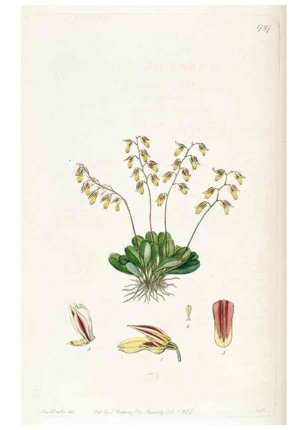 Reproducción/Reproduction 49822820177: Edwards's botanical register.. London :James Ridgway,1829-1847.. 