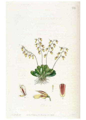 Reproducción/Reproduction 49822820177: Edwards's botanical register.. London :James Ridgway,1829-1847.. 
