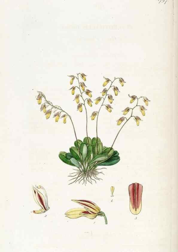 Reproducción/Reproduction 49822820177: Edwards's botanical register.. London :James Ridgway,1829-1847.. 