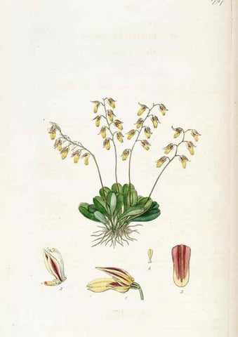 Reproducción/Reproduction 49822820177: Edwards's botanical register.. London :James Ridgway,1829-1847.. 