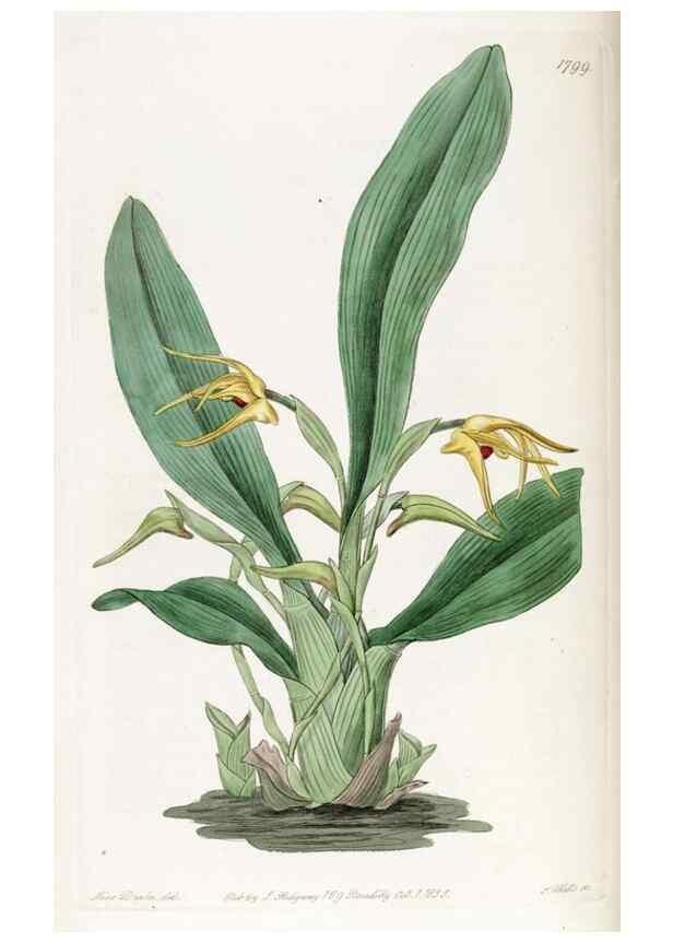 Reproducción/Reproduction 49822820917: Edwards's botanical register.. London :James Ridgway,1829-1847.. 