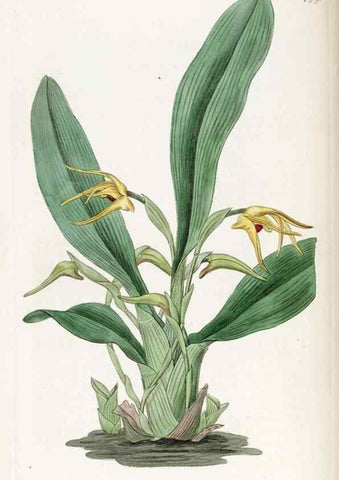 Reproducción/Reproduction 49822820917: Edwards's botanical register.. London :James Ridgway,1829-1847.. 