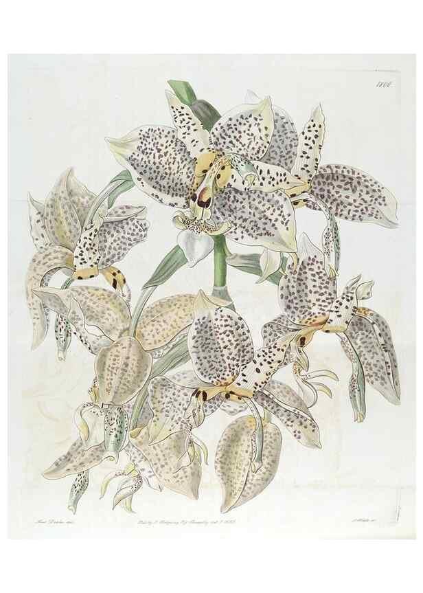 Reproducción/Reproduction 49821970068: Edwards's botanical register.. London :James Ridgway,1829-1847.. 