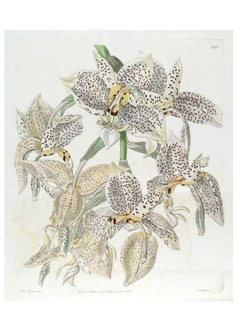Reproducción/Reproduction 49821970068: Edwards's botanical register.. London :James Ridgway,1829-1847.. 