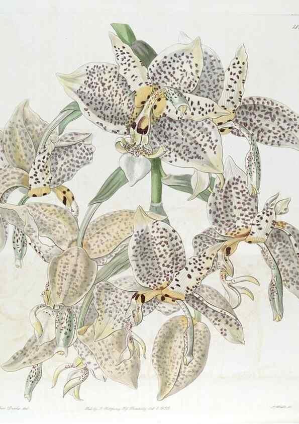 Reproducción/Reproduction 49821970068: Edwards's botanical register.. London :James Ridgway,1829-1847.. 