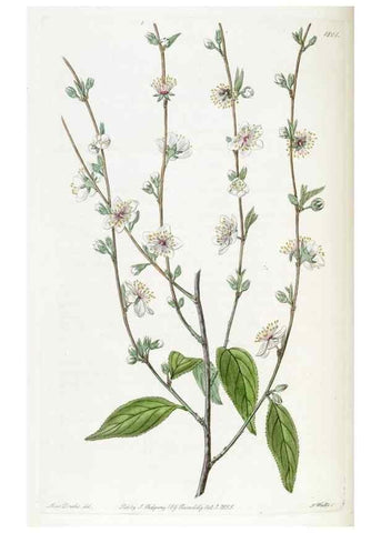 Reproducción/Reproduction 49821970433: Edwards's botanical register.. London :James Ridgway,1829-1847.. 