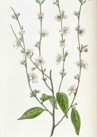 Reproducción/Reproduction 49821970433: Edwards's botanical register.. London :James Ridgway,1829-1847.. 