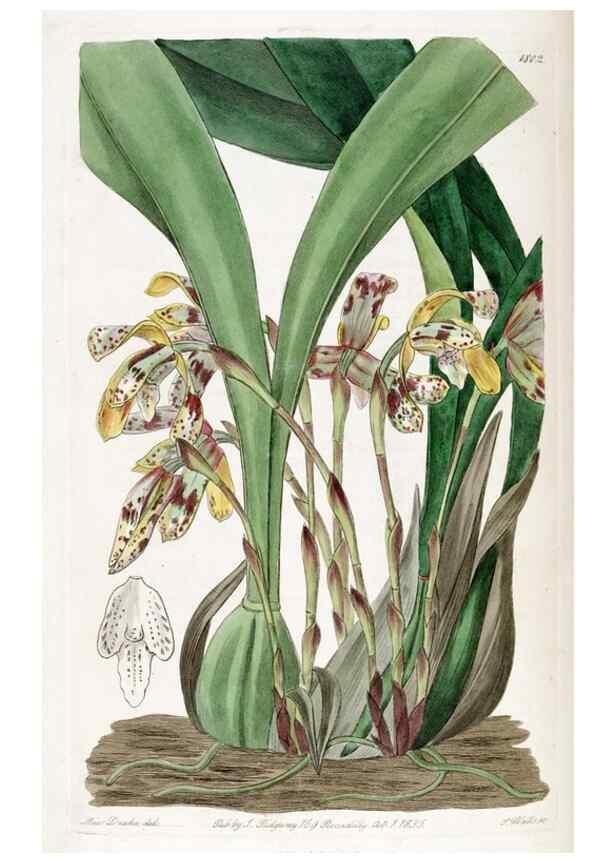 Reproducción/Reproduction 49822822027: Edwards's botanical register.. London :James Ridgway,1829-1847.. 