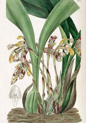 Reproducción/Reproduction 49822822027: Edwards's botanical register.. London :James Ridgway,1829-1847.. 
