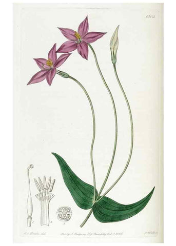 Reproducción/Reproduction 49822822412: Edwards's botanical register.. London :James Ridgway,1829-1847.. 