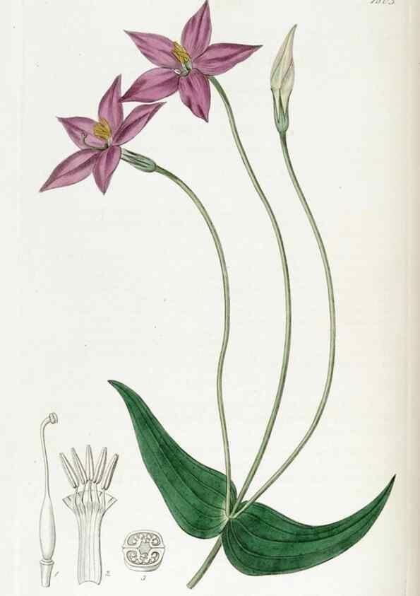 Reproducción/Reproduction 49822822412: Edwards's botanical register.. London :James Ridgway,1829-1847.. 