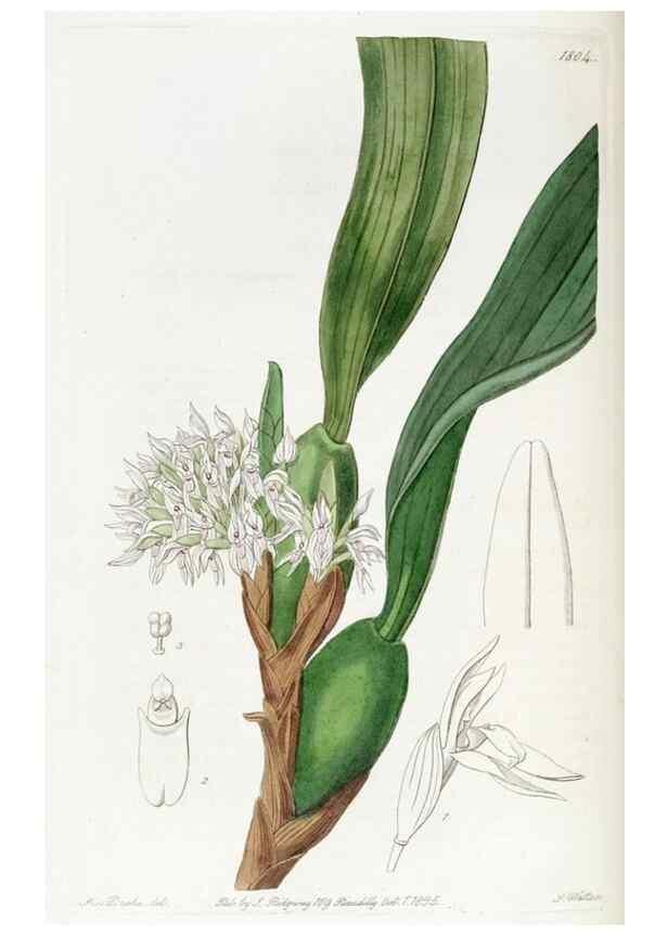 Reproducción/Reproduction 49822510061: Edwards's botanical register.. London :James Ridgway,1829-1847.. 