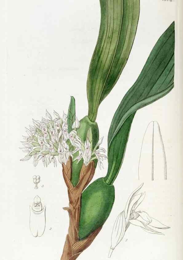 Reproducción/Reproduction 49822510061: Edwards's botanical register.. London :James Ridgway,1829-1847.. 
