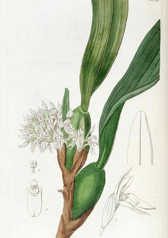 Reproducción/Reproduction 49822510061: Edwards's botanical register.. London :James Ridgway,1829-1847.. 