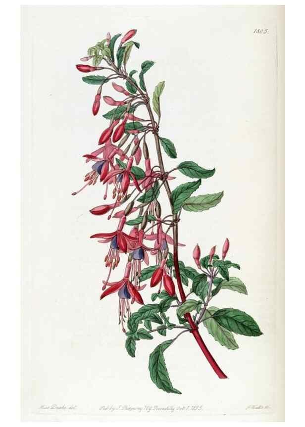 Reproducción/Reproduction 49822823312: Edwards's botanical register.. London :James Ridgway,1829-1847.. 