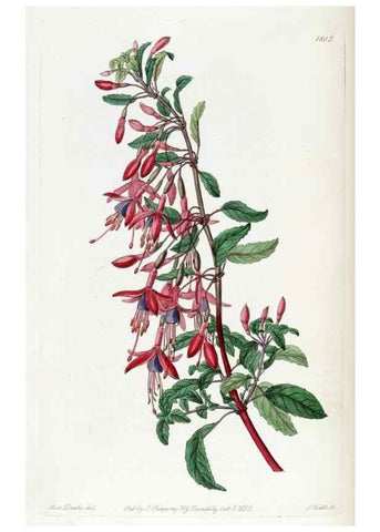 Reproducción/Reproduction 49822823312: Edwards's botanical register.. London :James Ridgway,1829-1847.. 