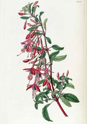 Reproducción/Reproduction 49822823312: Edwards's botanical register.. London :James Ridgway,1829-1847.. 