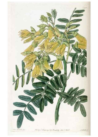 Reproducción/Reproduction 49822820577: Edwards's botanical register.. London :James Ridgway,1829-1847.. 