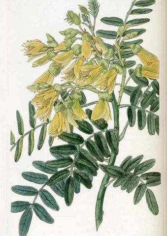 Reproducción/Reproduction 49822820577: Edwards's botanical register.. London :James Ridgway,1829-1847.. 