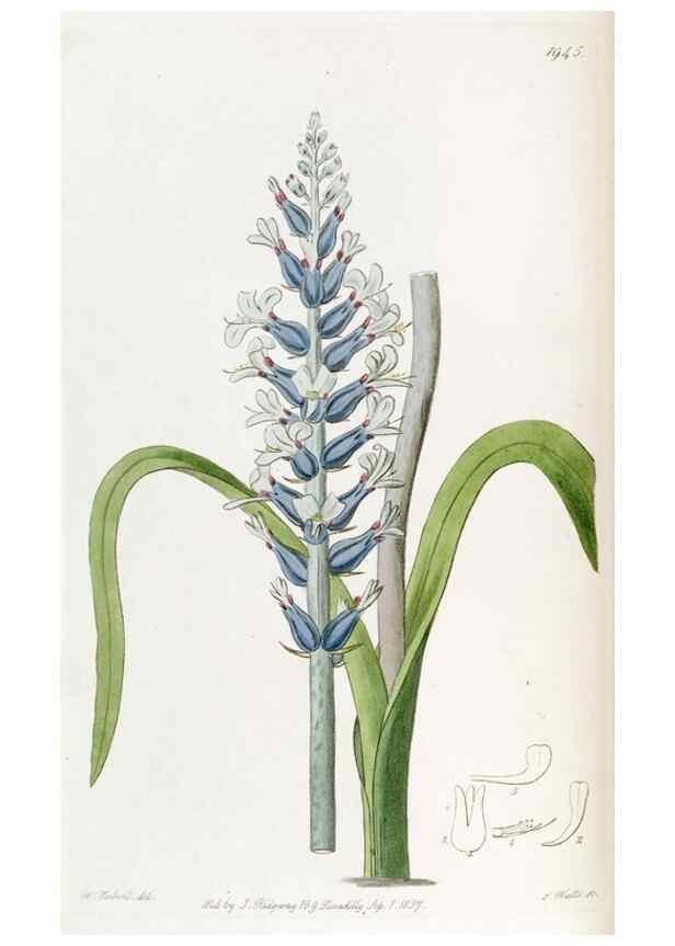 Reproducción/Reproduction 49822340552: Edwards's botanical register.. London :James Ridgway,1829-1847.. 