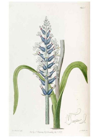Reproducción/Reproduction 49822340552: Edwards's botanical register.. London :James Ridgway,1829-1847.. 