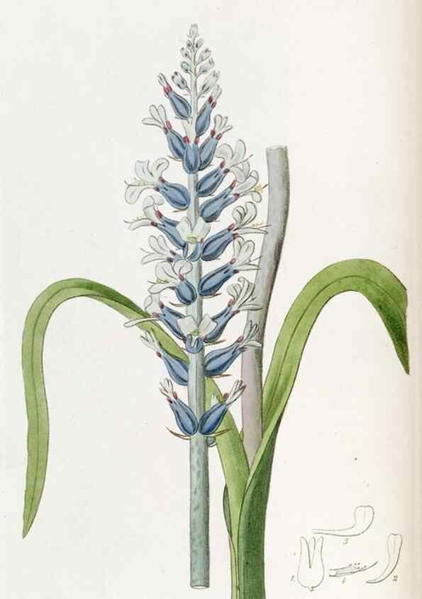 Reproducción/Reproduction 49822340552: Edwards's botanical register.. London :James Ridgway,1829-1847.. 