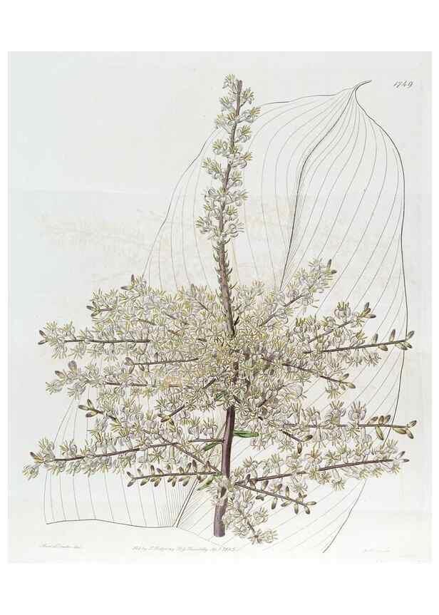 Reproducción/Reproduction 49822483236: Edwards's botanical register.. London :James Ridgway,1829-1847.. 
