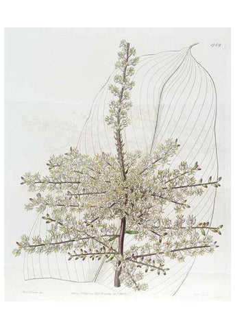 Reproducción/Reproduction 49822483236: Edwards's botanical register.. London :James Ridgway,1829-1847.. 