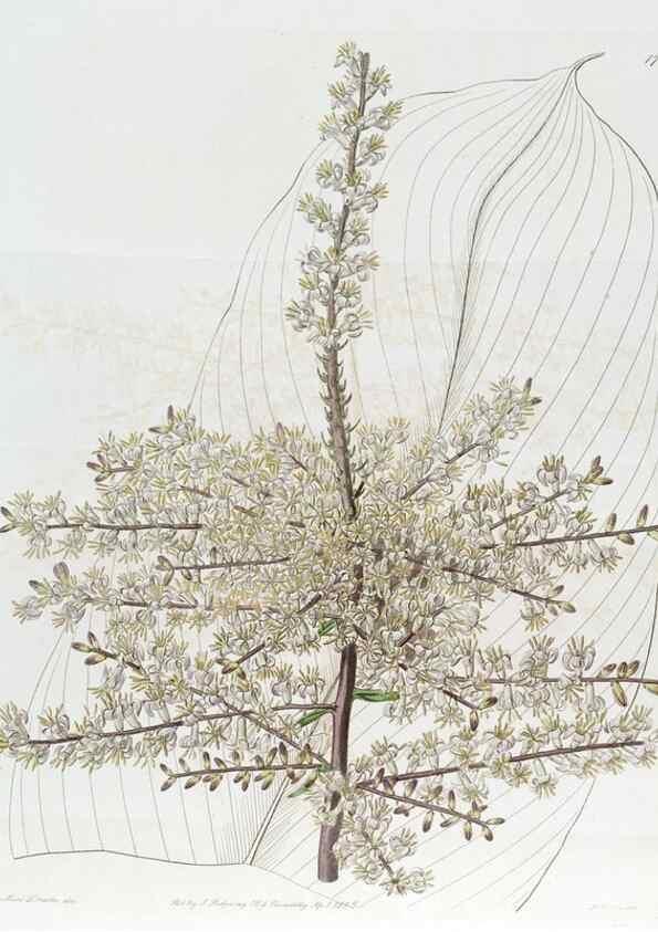Reproducción/Reproduction 49822483236: Edwards's botanical register.. London :James Ridgway,1829-1847.. 