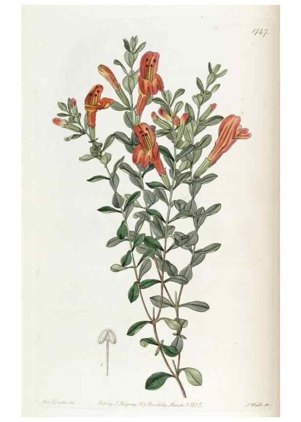 Reproducción/Reproduction 49822795072: Edwards's botanical register.. London :James Ridgway,1829-1847.. 