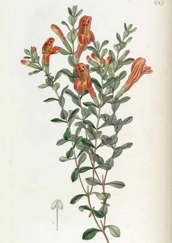 Reproducción/Reproduction 49822795072: Edwards's botanical register.. London :James Ridgway,1829-1847.. 