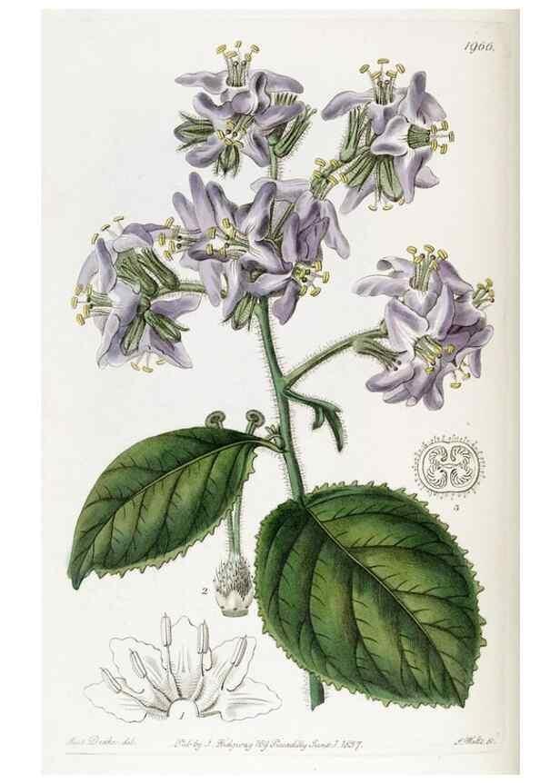 Reproducción/Reproduction 49822037056: Edwards's botanical register.. London :James Ridgway,1829-1847.. 